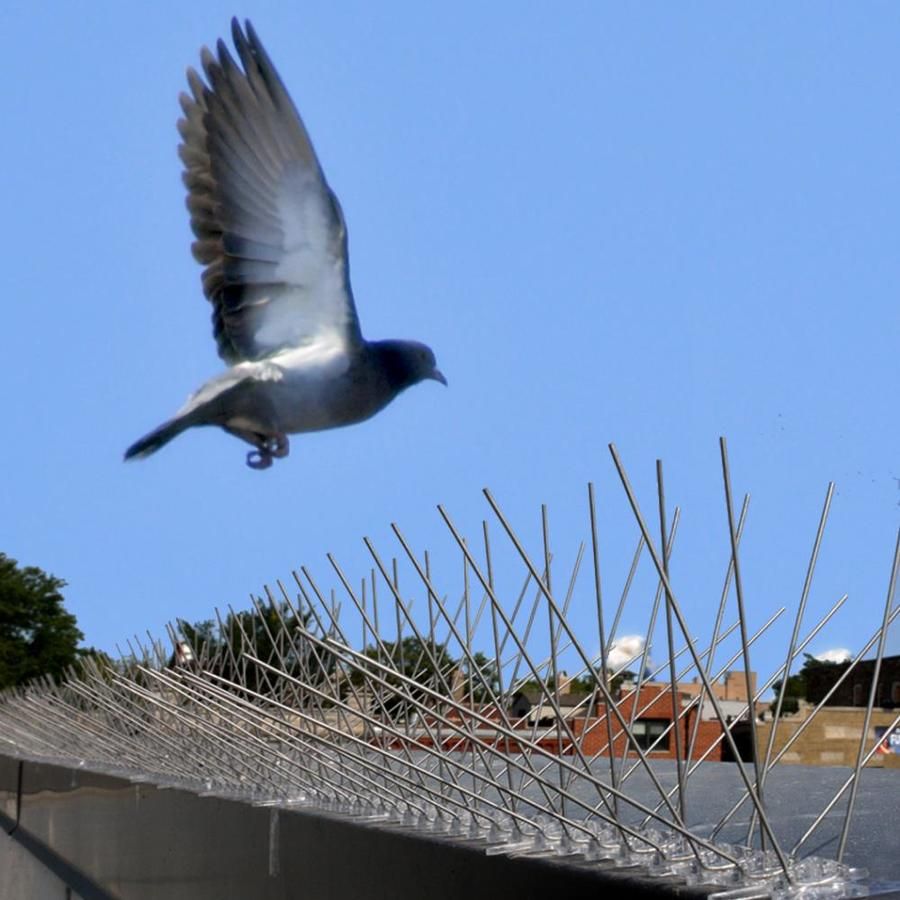 Bird Spikes Installation Service Kathmandu